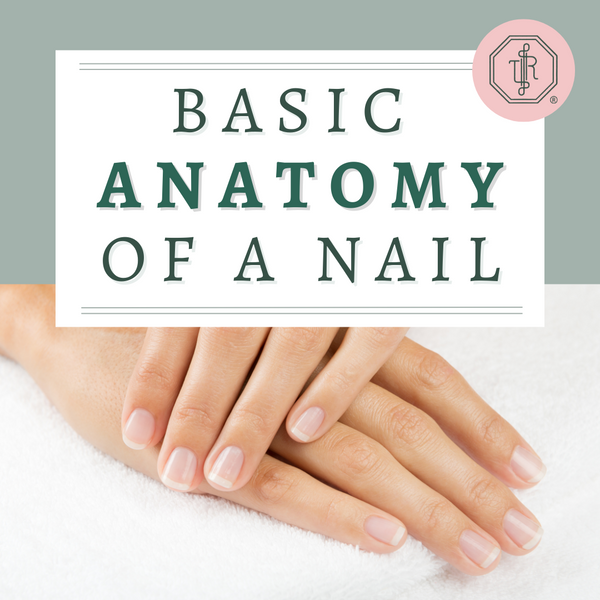 Basic Anatomy of a Nail