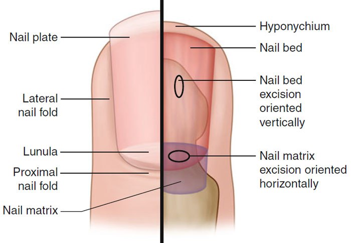 Nail Anatomy - Mink Beauty Academy